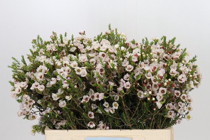 <h4>Chamelaucium Moonlight Delight</h4>