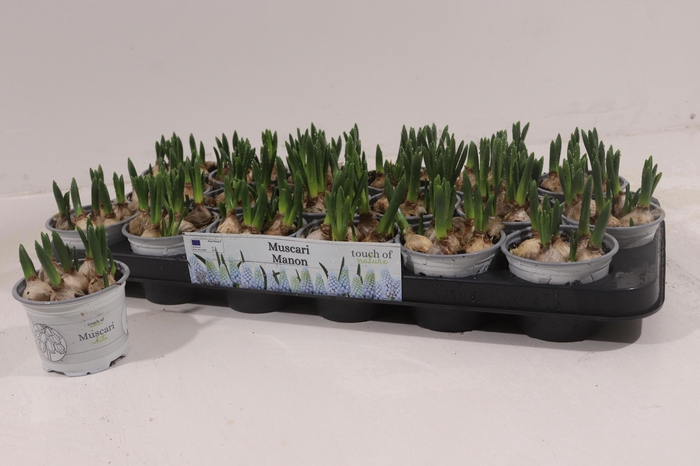 <h4>MUSCAR MANON</h4>