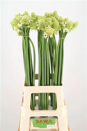 <h4>Ornit Saundersiae</h4>