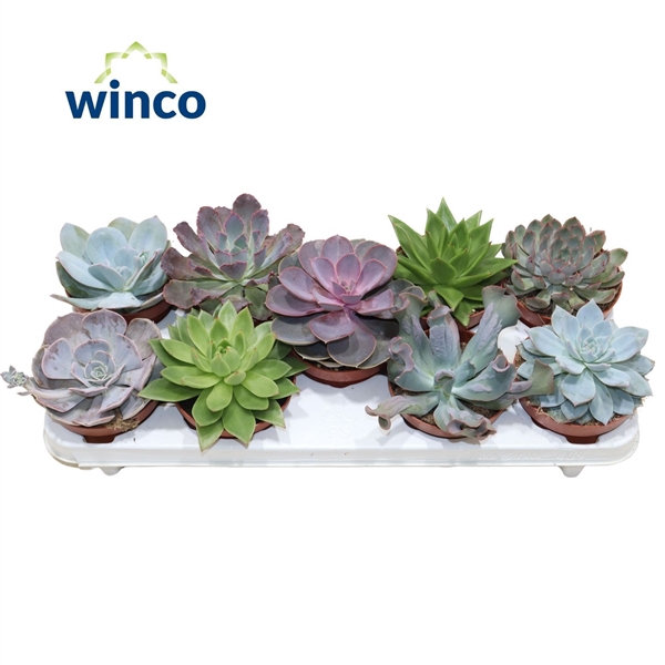 <h4>Echeveria Mix (9 Spc.)</h4>