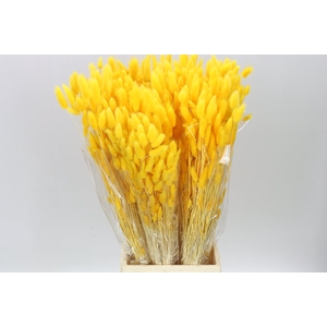 Dried Lagurus Yellow