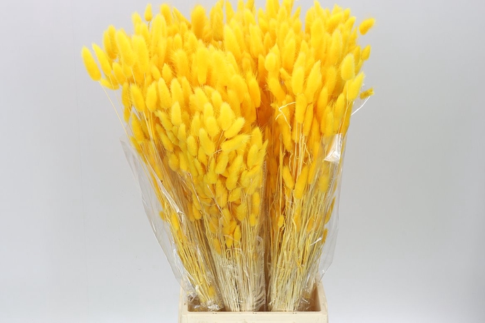<h4>Dried Lagurus Yellow</h4>