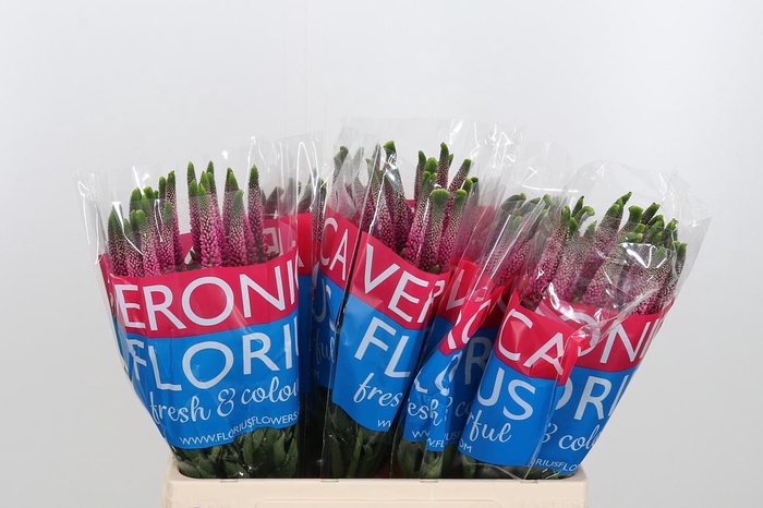 <h4>Veron Smart Artist</h4>