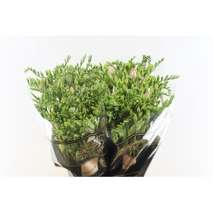 Fr Du Honeymoon Pink