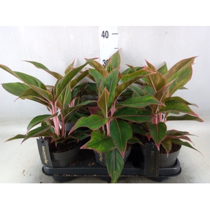 Aglaonema  'Jungle Red'