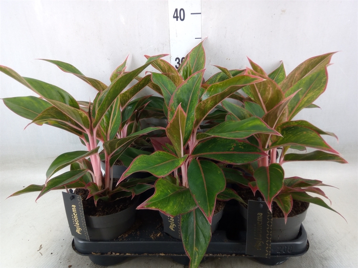 <h4>Aglaonema  'Jungle Red'</h4>