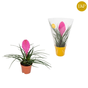 Tillandsia Vincent Roze (Met Hoes)