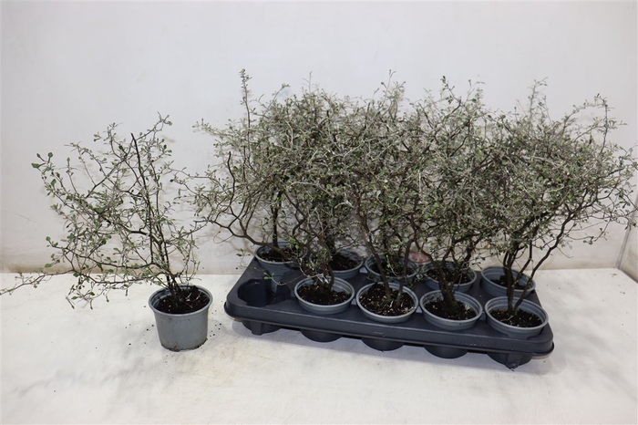 <h4>Corokia Cotoneaster</h4>