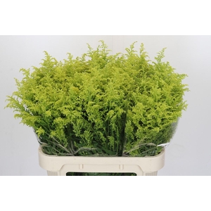 Solidago Tara Gold