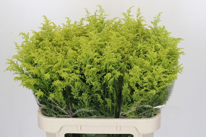 <h4>Solidago Tara Gold</h4>