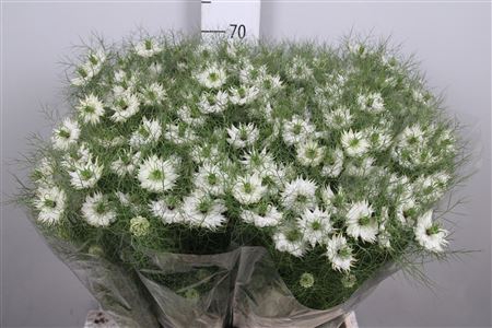 Nigella D Bridal White