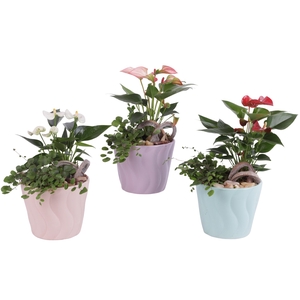 Yearround Arr. Indoor Ceramic Soft Elegance SE662 Ø14cm 2PP