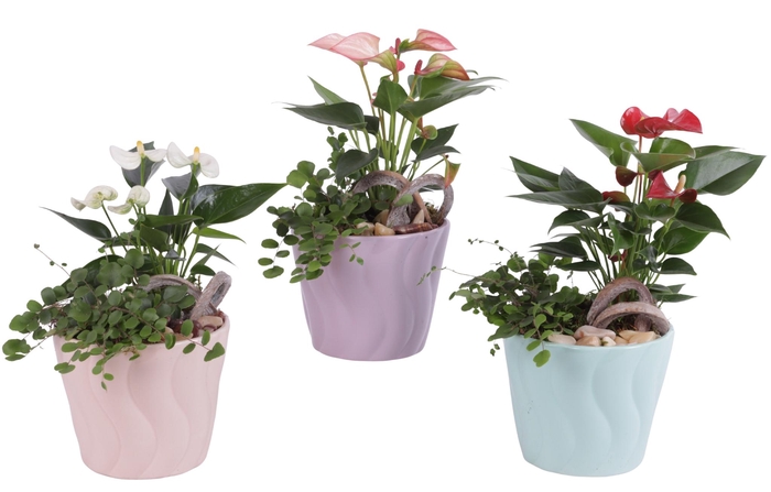 <h4>Yearround Arr. Indoor Ceramic Soft Elegance SE662 Ø14cm 2PP</h4>