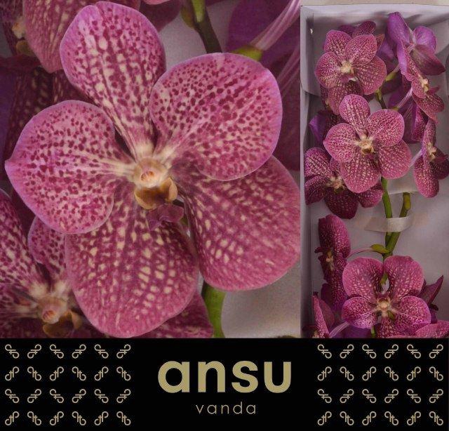 <h4>Vanda  'Nitaya Tropical Punch'</h4>