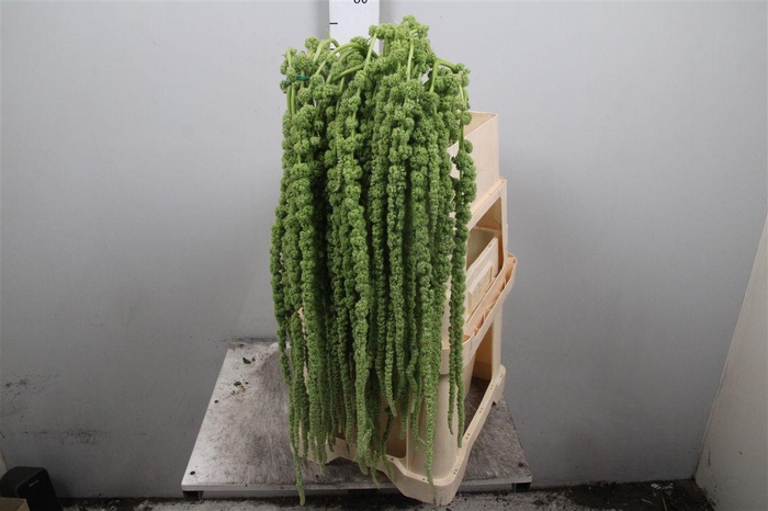 <h4>Amar Ca Cycloop</h4>