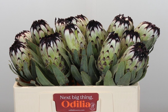 <h4>Protea Niobe</h4>