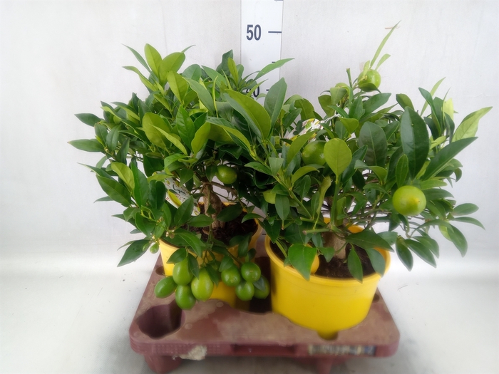 <h4>Citrofortunella floridana</h4>