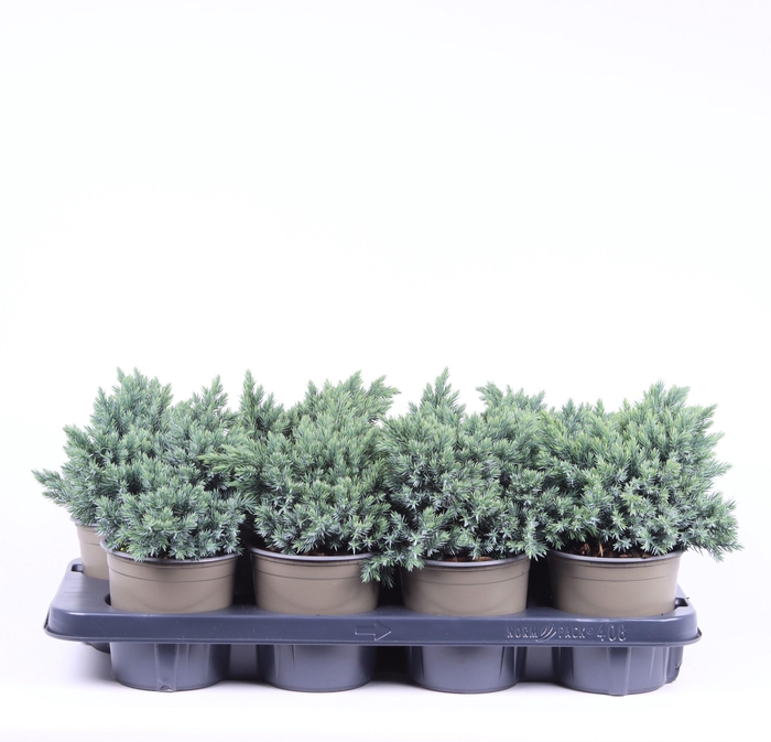 <h4>Juniperus squamata 'Blue Star'</h4>