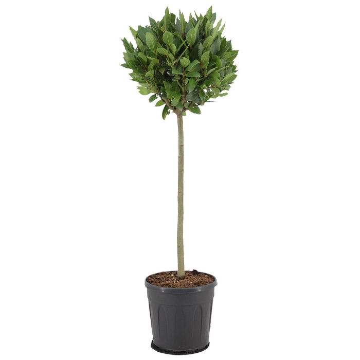 <h4>Laurus nobilis Bol op stam</h4>