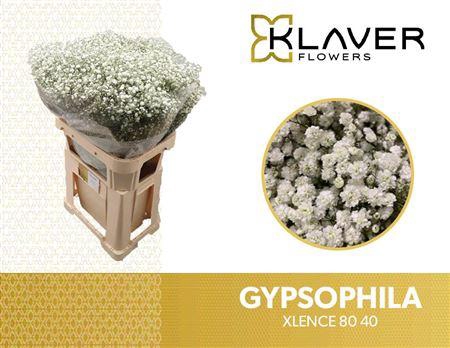 <h4>GYPS PA XLENCE 80/40GR</h4>