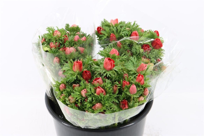 <h4>Anem Marianne Red</h4>