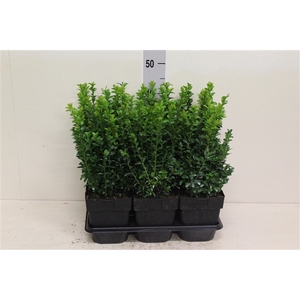 Buxus sempervirens struik P17 (potgekweekt)