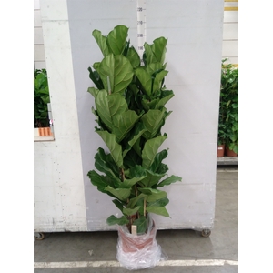 Ficus lyrata