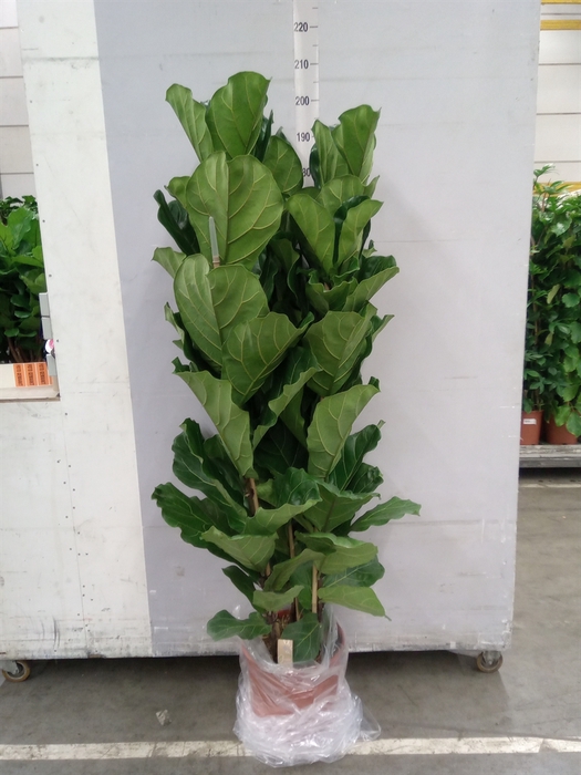 Ficus lyrata