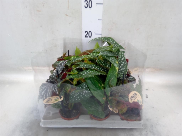 <h4>Begonia BD   ...</h4>