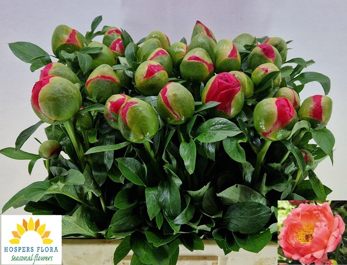 <h4>PAEO CORAL SUNSET</h4>