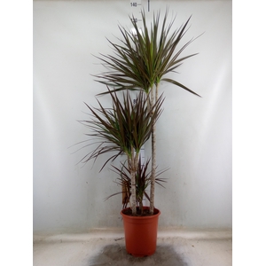 Dracaena marg. 'Magenta'