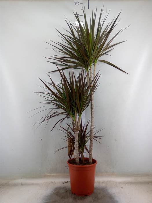 <h4>Dracaena marg. 'Magenta'</h4>