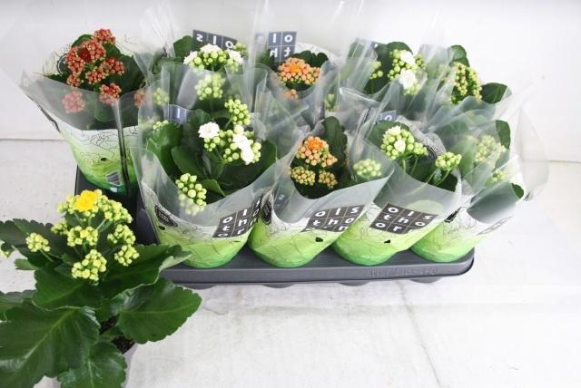 <h4>KAL GE GEM 5 KL</h4>