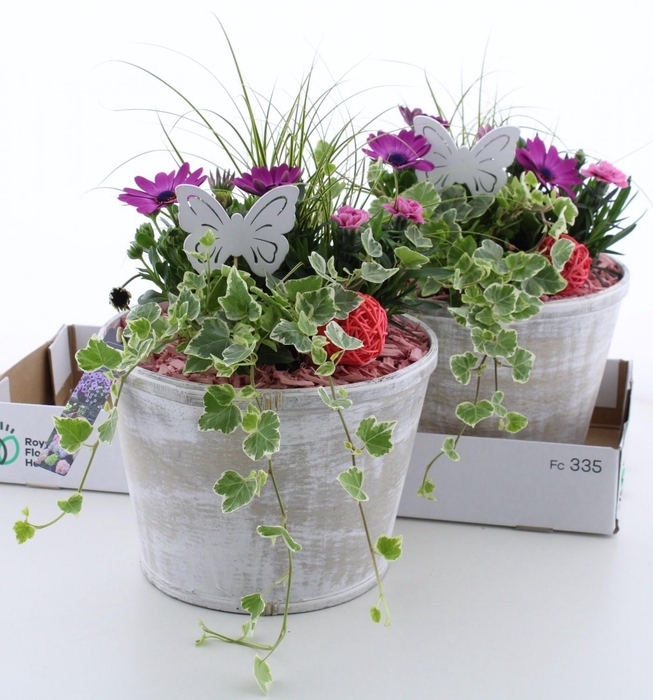 <h4>ARR TUINPLANTEN</h4>