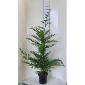 CUPR LEYLANDII OV