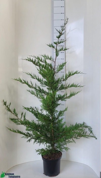 <h4>CUPR LEYLANDII OV</h4>