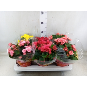 Begonia elat. DU   ...mix