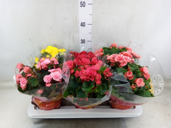 <h4>Begonia elat. DU   ...mix</h4>