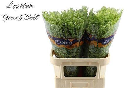 <h4>Thlaspi Green Bell 35 Gram</h4>