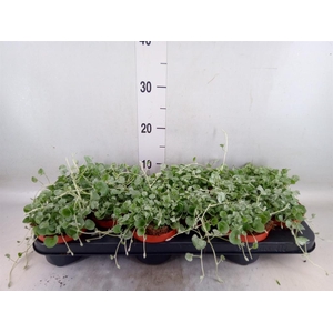 Dichondra argentea 'Silver Falls'