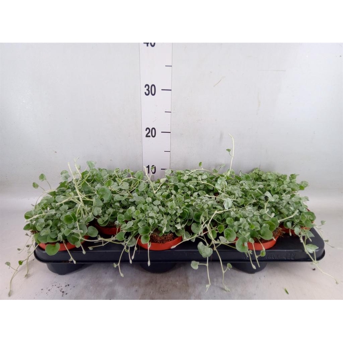 <h4>Dichondra argentea 'Silver Falls'</h4>