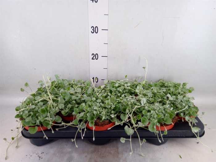 <h4>Dichondra argentea 'Silver Falls'</h4>