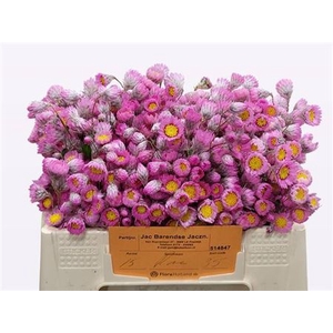 Rhodan Chl Rosea Pb