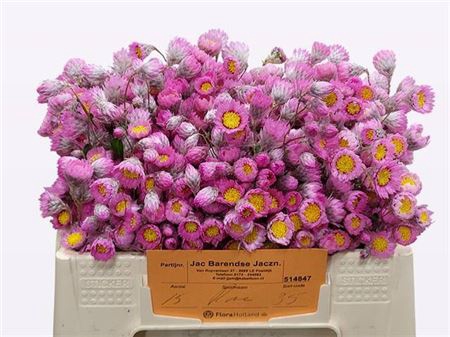 <h4>Rhodan Chl Rosea Pb</h4>