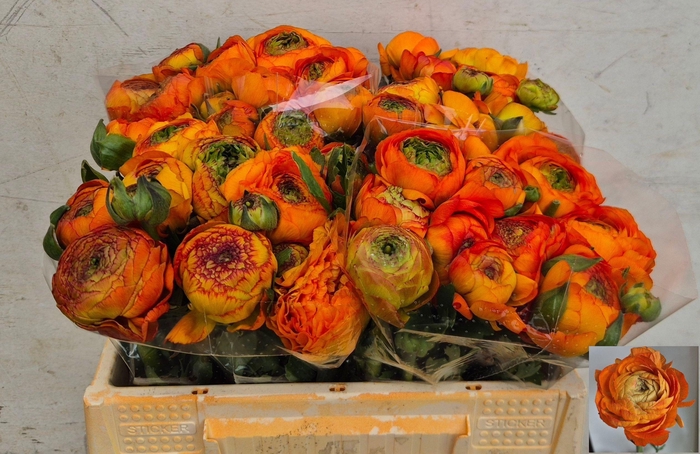 <h4>RAN AAZUR ORANGE</h4>