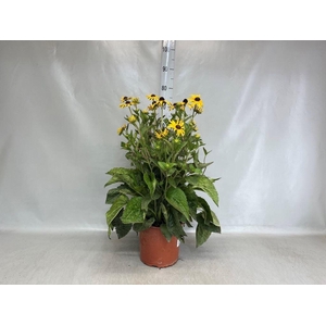 Rudbeckia fulgida 'Goldschirm'