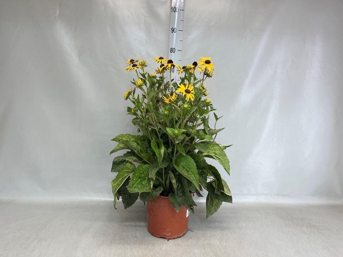 <h4>Rudbeckia fulgida 'Goldschirm'</h4>