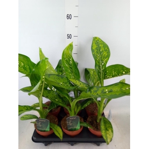 Dieffenbachia  'Crocodile'