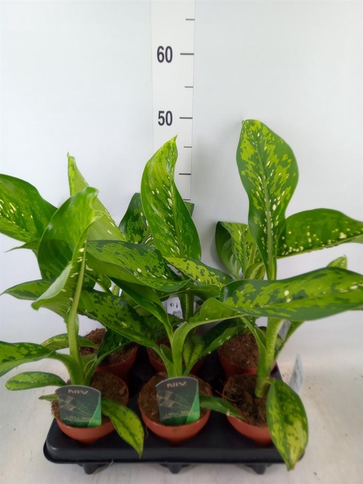 <h4>Dieffenbachia  'Crocodile'</h4>