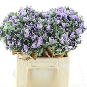 Anemone Powder Milka